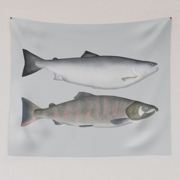 Item preview, Masu Salmon Ocean and Spawning Phases designed and sold by fishfolkart.
