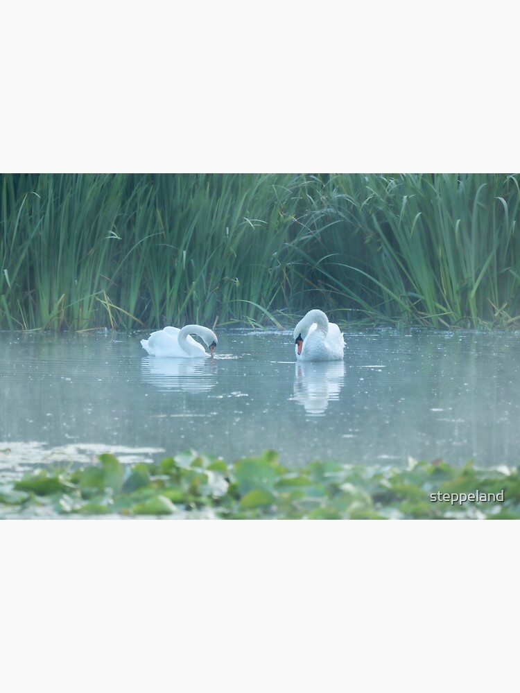 Thumbnail 3 of 3, Sticker, Two white swans on the morning lake designed and sold by steppeland.