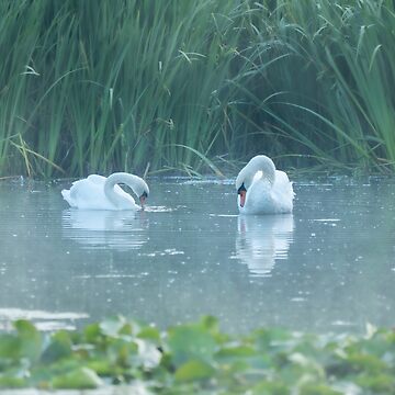 Artwork thumbnail, Two white swans on the morning lake by steppeland