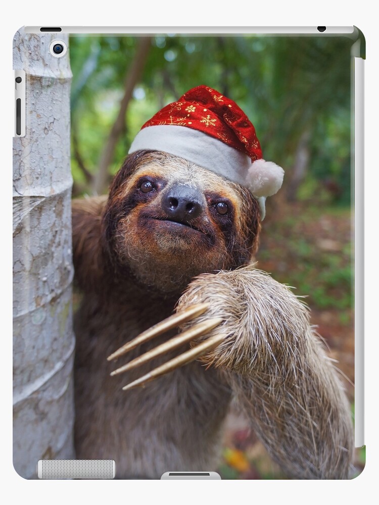 sloth with hat