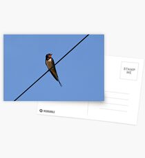 Swallow Postcards