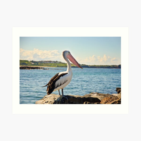 Pelican Art Print