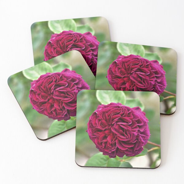 Item preview, Magenta Pink Falstaff Rose designed and sold by IoanaHraball.