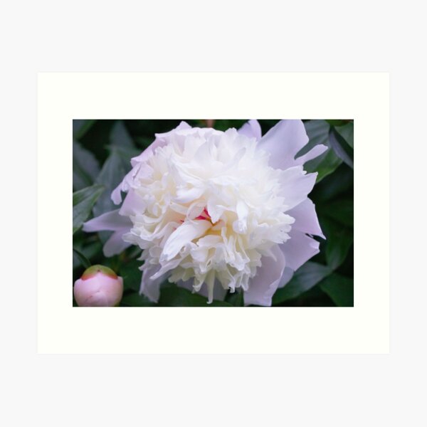 White Peony Art Print