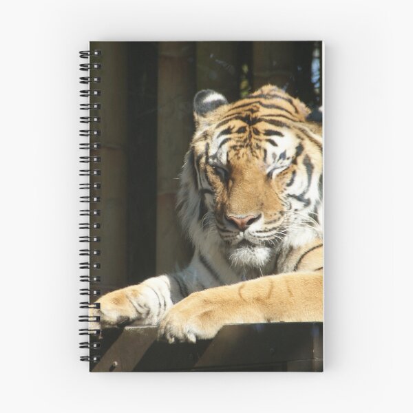 Item preview, Tiger at Busch Gardens, Tampa, FL designed and sold by Monika's Shop.