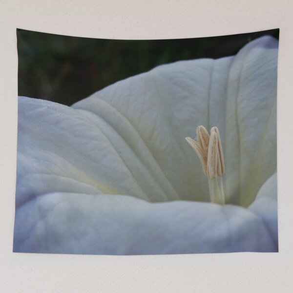 Item preview, Datura Flower designed and sold by Douglas E. Welch Design and Photography.