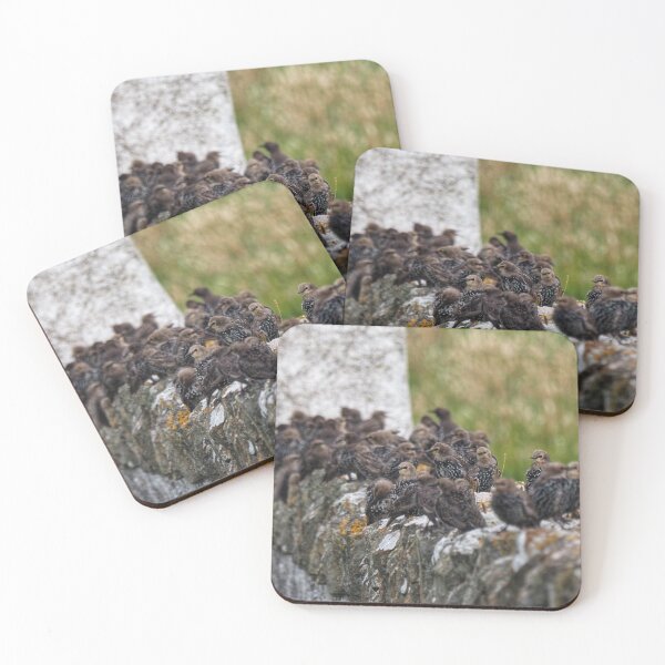 Item preview, Starlings party designed and sold by Alan Mackinnon.