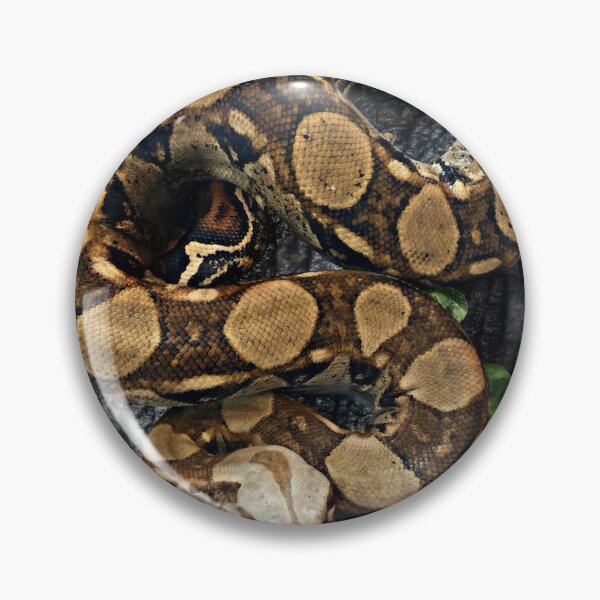 Item preview, Big beautiful female Boa Constrictor Imperator  designed and sold by Spikesandscales.