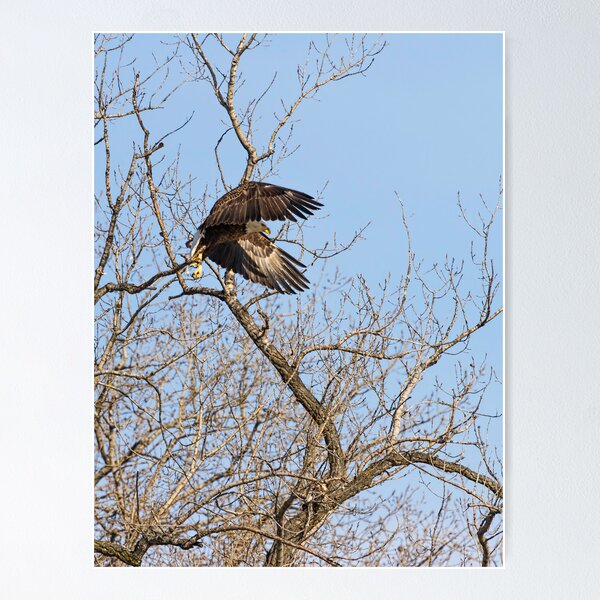 Item preview, Eagle Launch designed and sold by Thomasyoung.