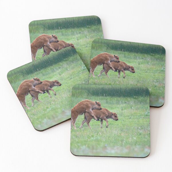Item preview, Bison baby calves playing and jumping in a meadow in Yellowstone National Park designed and sold by mkopka.