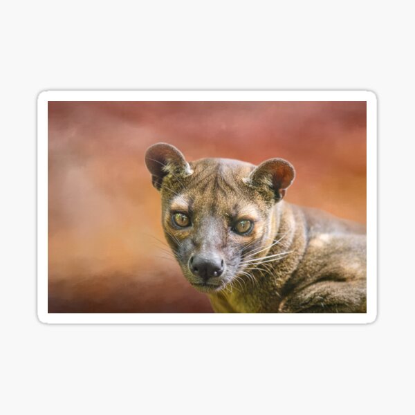 Item preview, Sunset Fossa designed and sold by Elisabeth Lucas.