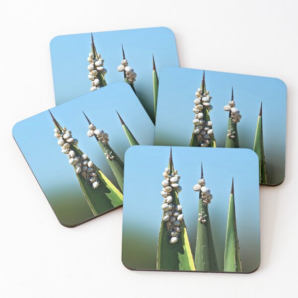 Item preview, Snail Cluster Colony Agave Cactus Plant designed and sold by Anna Lemos.