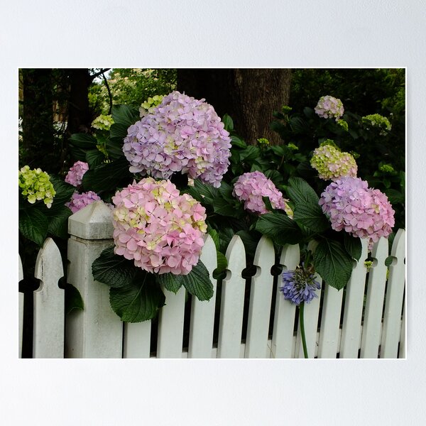 Item preview, Hydrangea Over The Fence designed and sold by Gabrielle  Lees.
