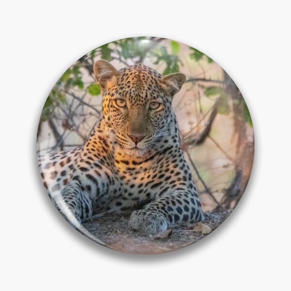 Item preview, Female leopard cat resting under a tree designed and sold by SafariByMarisa.