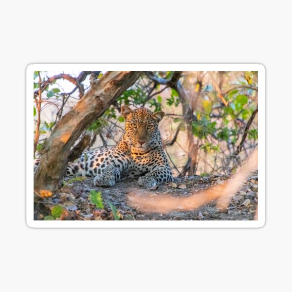 Female leopard cat resting under a tree Sticker