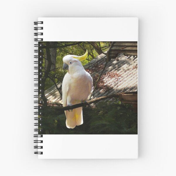 Item preview, Sulphur Crested Cockatoo, Warburton designed and sold by Roz McQuillan Fine Art & Photography.