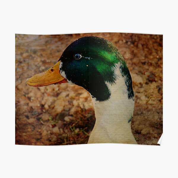 "Daffy Duck" Poster by PineSinger | Redbubble