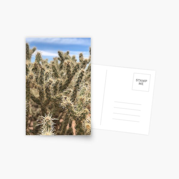 Grand Canyon Cactus Postcard