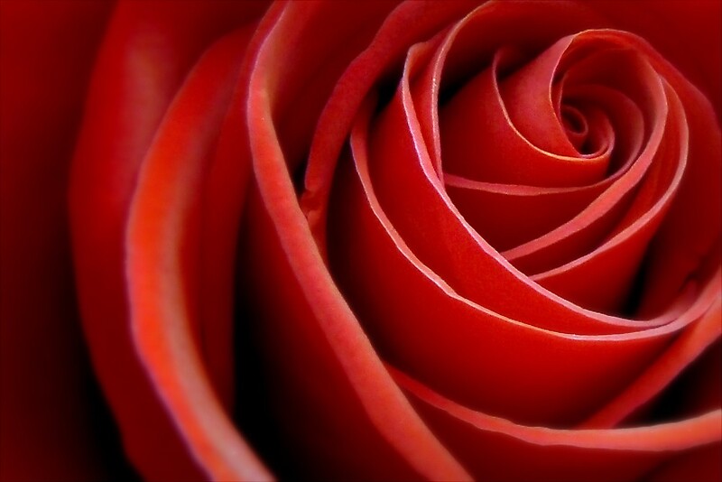 "A Russian Rose in an English Garden" by paintingsheep Redbubble