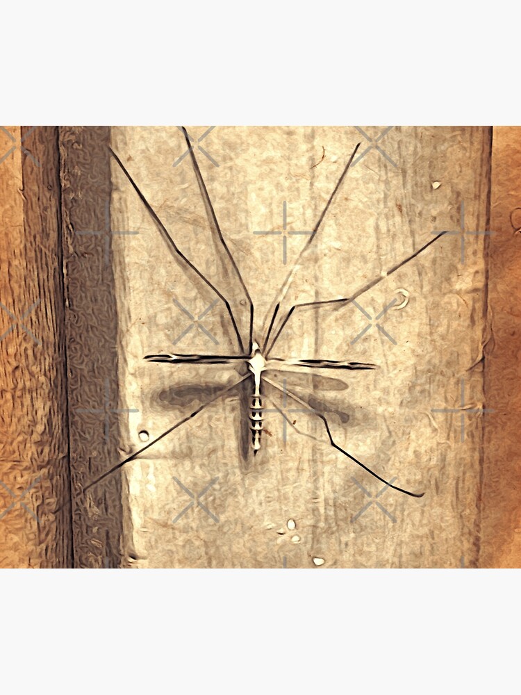 Bug Lover Gift - Leggy Beauty - Crane Fly - Entomologist Birthday by OneDayArt