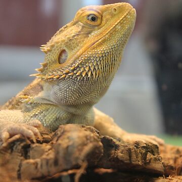 bearded dragon mask