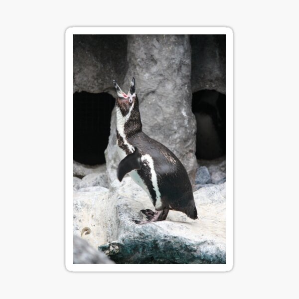 Item preview, Screaming Penguin designed and sold by Shannon Bryan.