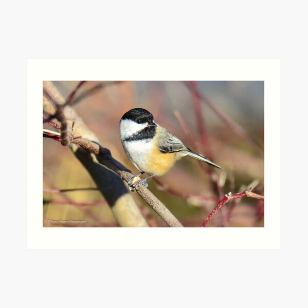 Black-capped Chickadee Art Print