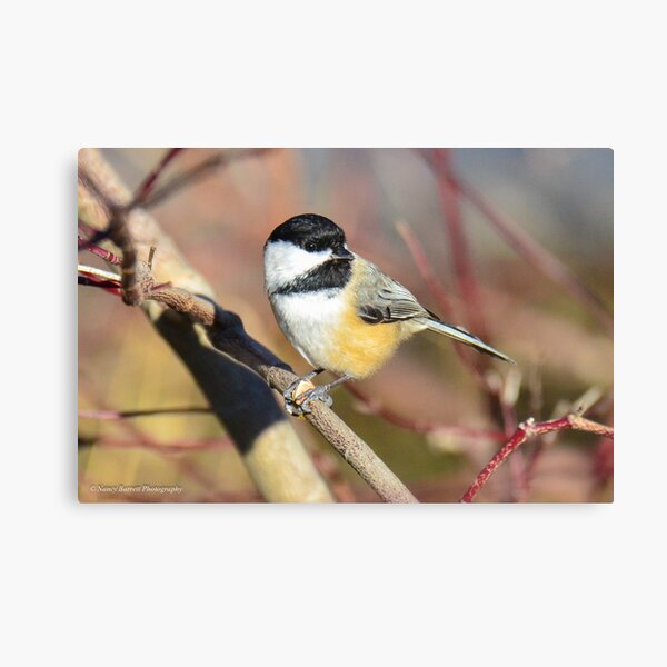 Black-capped Chickadee Canvas Print