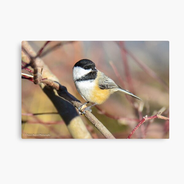 Black-capped Chickadee Metal Print