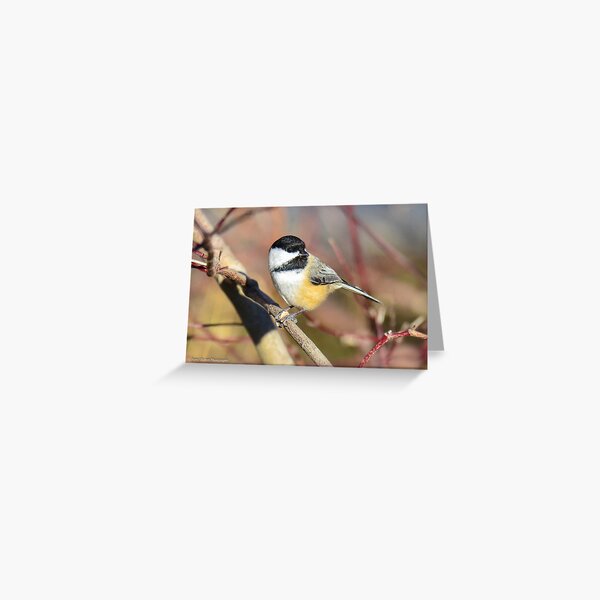 Black-capped Chickadee Greeting Card