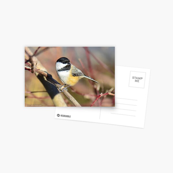 Black-capped Chickadee Postcard