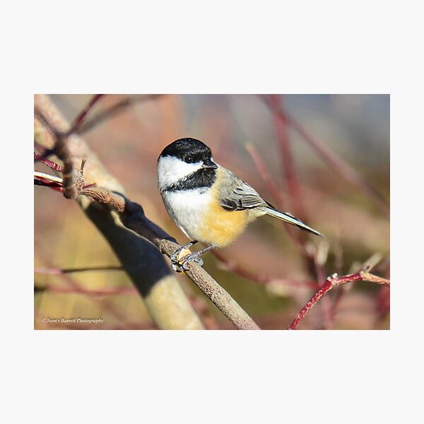 Black-capped Chickadee Photographic Print