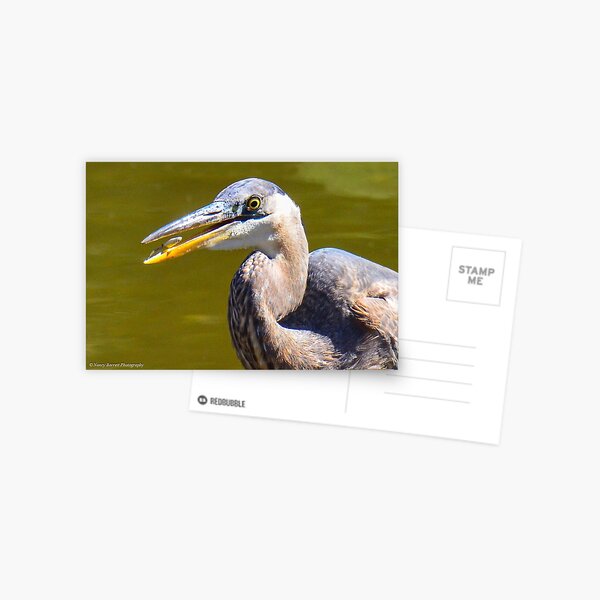 Great Blue Heron and Snack Postcard