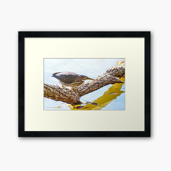 Green Heron Framed Art Print