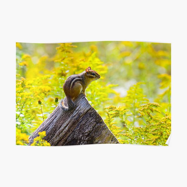 Chippie in the Meadow Poster
