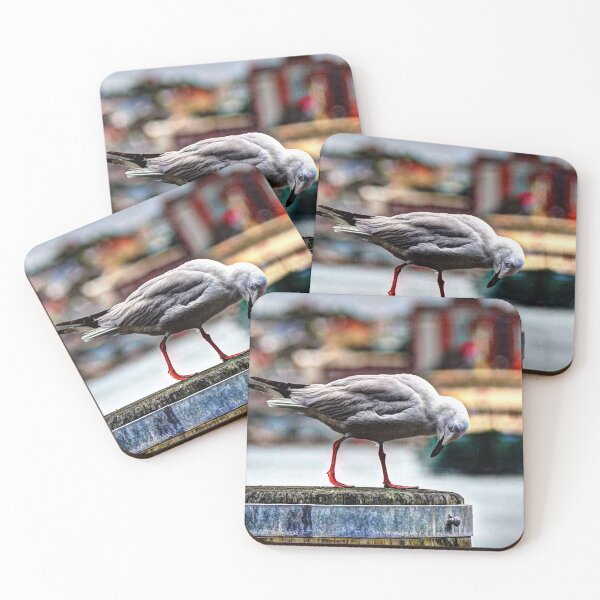 Item preview, Seagull Steppin Out designed and sold by Blackadder Photography.