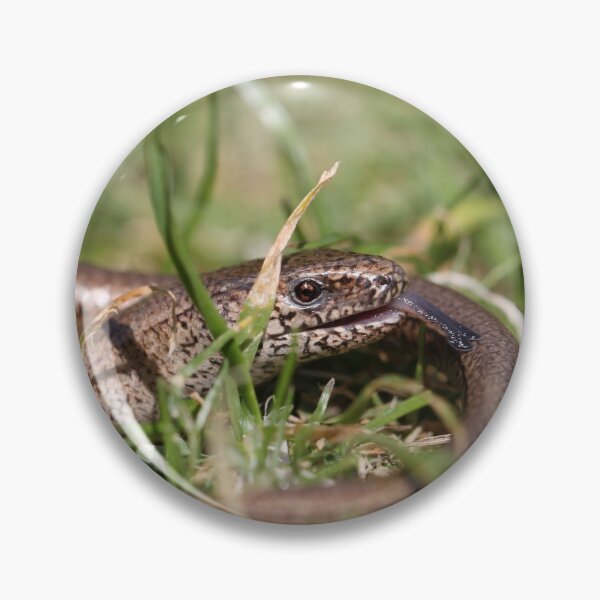 Item preview, Slow Worm - Anguis fragilis designed and sold by Christian Moss.