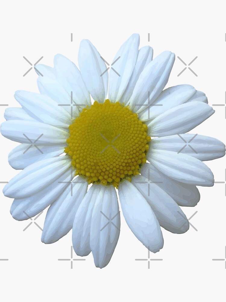 Wild Flower Daisy by carlarmes