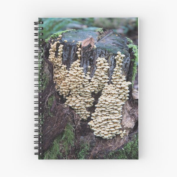 Item preview, Troops of sulphur tuft mushrooms on a stump designed and sold by SDym Photography.