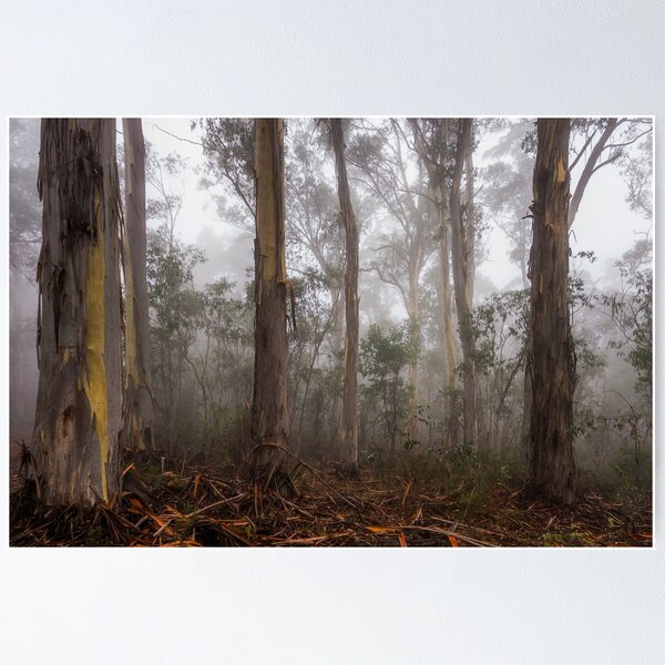 Item preview, Eucalypt forest in fog, Victorian High Country, Australia designed and sold by iansmissenphoto.