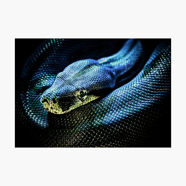 Gucci Snake Photographic Prints for Sale