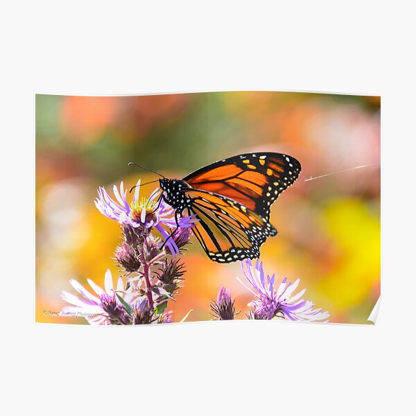 Monarch and Spider Silk Poster