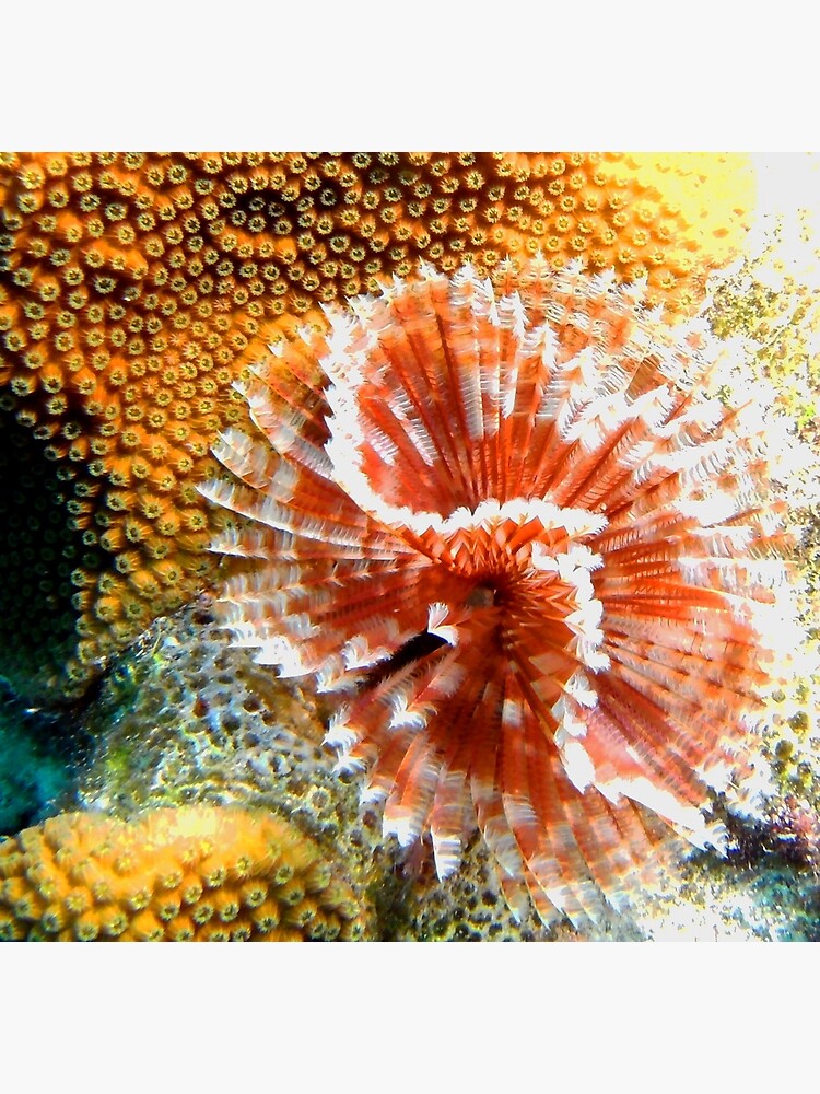 "Red and White Feather Duster Coral Worm" Poster for Sale by