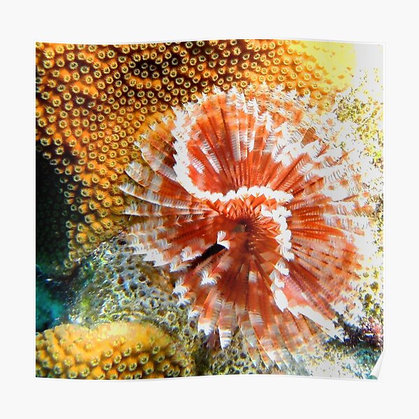 "Red and White Feather Duster Coral Worm" Poster for Sale by