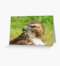 Fierce Gaze: Red-tailed Hawk Greeting Card