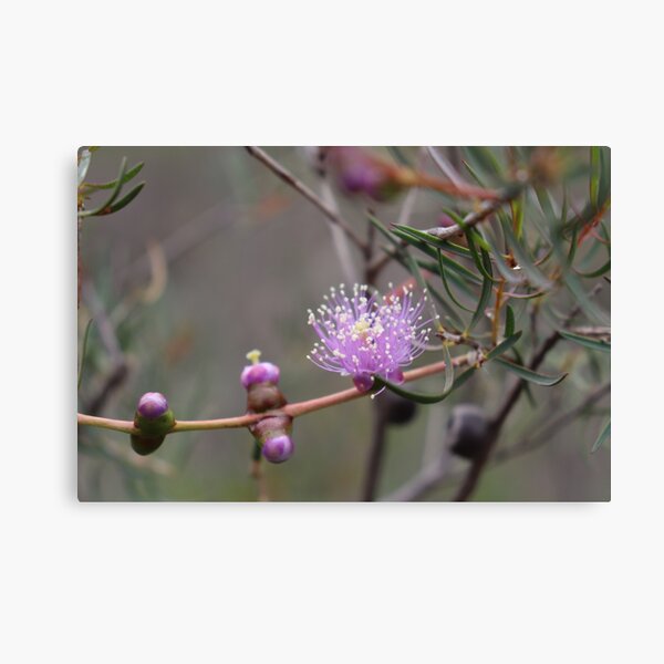 Item preview, Graceful Honey-Myrtle  designed and sold by LeanneAllen.