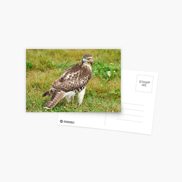Red-tailed Hawk Postcard