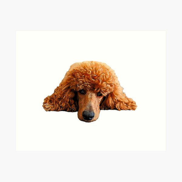 PRE-ORDER-Poodle Print-Standard Poodle-Dog Print-Poodle Art-Poodle Wall Art-Animal Art-Black Standard Poodle-Dancing Poodle-Poodle Present