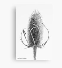 Teasel Tracery Canvas Print