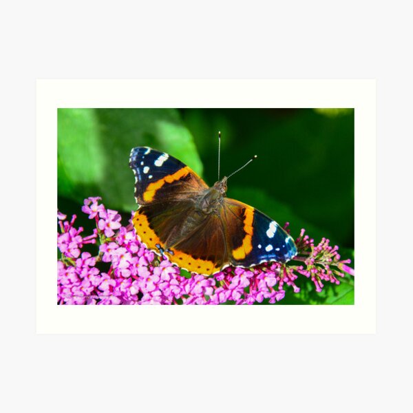 Red Admiral Art Print